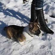 Welsh corgi cardigan Gizmo