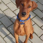 Tysk pinscher Chico