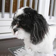 Lhasa apso  Tyson (2007-2010)