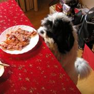 Lhasa apso  Tyson (2007-2010)