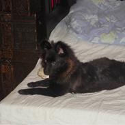 Blanding af racer Bandit