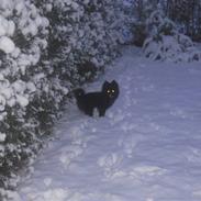 Blanding af racer Bandit