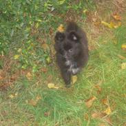 Blanding af racer Bandit