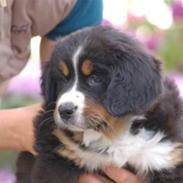 Berner sennenhund Vanilla