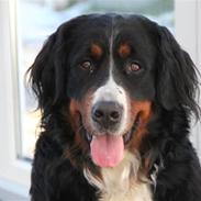 Berner sennenhund Vanilla