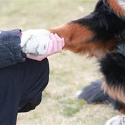 Berner sennenhund Vanilla