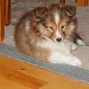 Shetland sheepdog Pixie