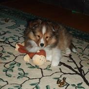 Shetland sheepdog Pixie