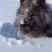 Eurasier Balule Eldorado (Castro)