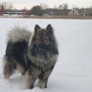 Eurasier Balule Eldorado (Castro)