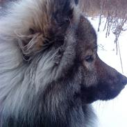 Eurasier Balule Eldorado (Castro)
