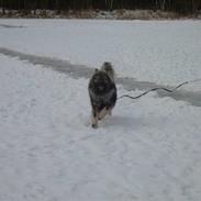 Eurasier Balule Eldorado (Castro)