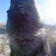 Eurasier Balule Eldorado (Castro)