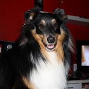 Shetland sheepdog Batman