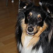 Shetland sheepdog Batman