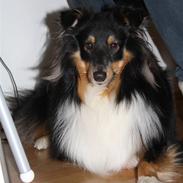 Shetland sheepdog Batman