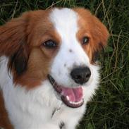 Kooikerhondje Monty