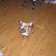 Amerikansk staffordshire terrier Bella