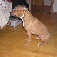 Amerikansk staffordshire terrier Bella