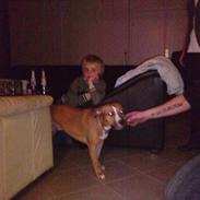 Amerikansk staffordshire terrier Bella