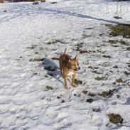 Amerikansk staffordshire terrier Bella