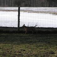 Amerikansk staffordshire terrier Bella