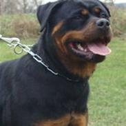 Rottweiler Frizie