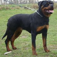 Rottweiler Frizie