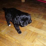 Blanding af racer Ollie