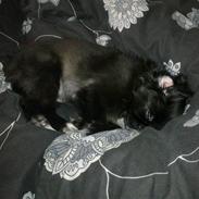 Blanding af racer Ollie