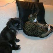 Blanding af racer Ollie