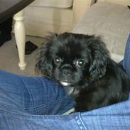 Blanding af racer Ollie