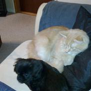 Blanding af racer Ollie