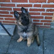 Schæferhund MARLEY