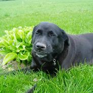 Labrador retriever LABAN (*aflivet*) 2010.