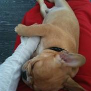 Fransk bulldog R.I.P Bailey 07.12.09 - 26.05.12
