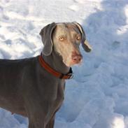 Weimaraner Hot shoots Hi yoda