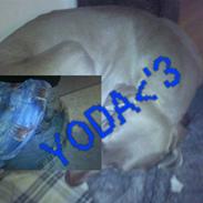 Weimaraner Hot shoots Hi yoda