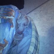 Weimaraner Hot shoots Hi yoda