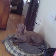 Weimaraner Hot shoots Hi yoda