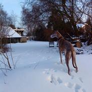 Whippet sir toby