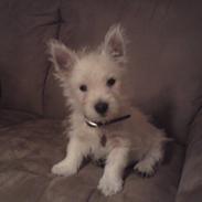 West highland white terrier Magnus Airas