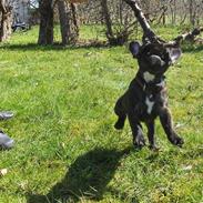 Fransk bulldog Cosmo