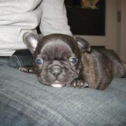 Fransk bulldog Cosmo