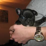 Fransk bulldog Cosmo