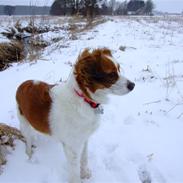 Kooikerhondje Chantal