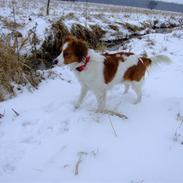 Kooikerhondje Chantal