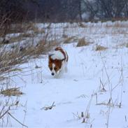 Kooikerhondje Chantal