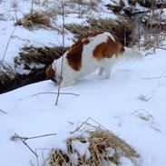 Kooikerhondje Chantal