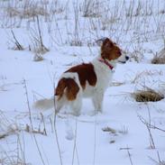 Kooikerhondje Chantal